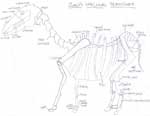 Horse Skeleton