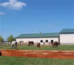 Horses in pasture